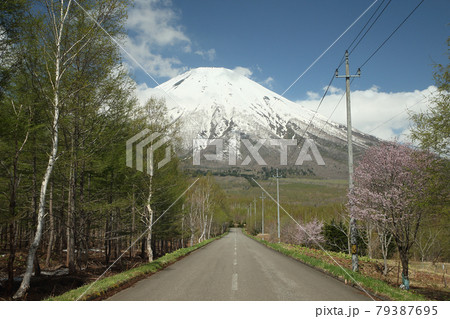 羊蹄山に続く道 79387695