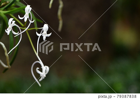 フウラン 79387838