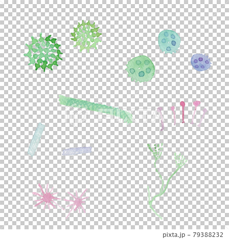Watercolor image illustration of microorganisms, bacteria, fungi Watercolor image illustration of microorganisms, bacteria, fungi 79388232