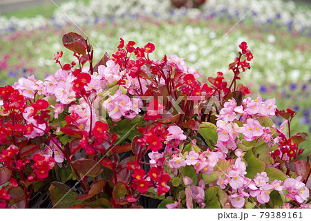 花壇に赤色とピンク色のベゴニアの花が咲いています の写真素材