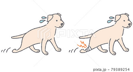 ケガをして歩く犬のイラスト 79389254