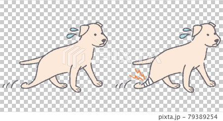 ケガをして歩く犬のイラスト 79389254