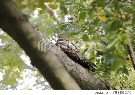 ヨタカ ヨタカ 79389670