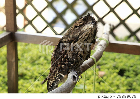 オーストラリアの鳥達　オーストラリアガマグチヨタカ 79389679