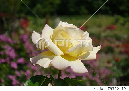 満開のバラ 薔薇 ばら 満開のバラ 薔薇 ばら 79390159