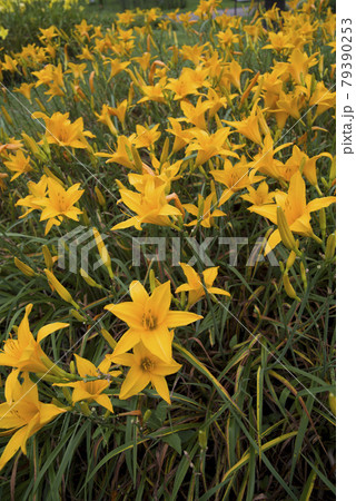 黄色のデイリリー(ヘメロカリス)の花が咲いています。このデイリリーの名前は初夏の輝です。 黄色のデイリリー(ヘメロカリス)の花が咲いています。このデイリリーの名前は初夏の輝です。 79390253