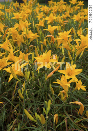 黄色のデイリリー ヘメロカリス の花が咲いています このデイリリーの名前は初夏の輝です の写真素材