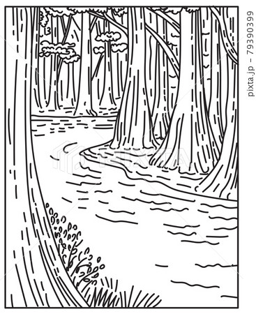 An Old Growth Bottomland Hardwood Forest in Congaree National Park in Central South Carolina United States Mono Line or Monoline Black and White Line Art An Old Growth Bottomland Hardwood Forest in Congaree National Park in Central South Carolina United States Mono Line or Monoline Black and White Line Art 79390399