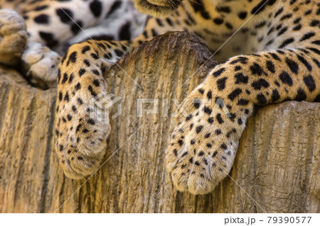 Tiger leg 79390577