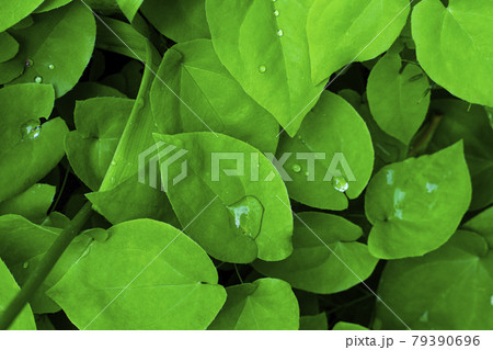 Green leaves with water drops close - up full frame. Vegetable green background. Space for your text. Green leaves with water drops close - up full frame. Vegetable green background. Space for your text. 79390696