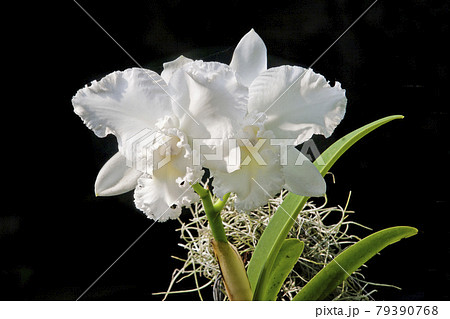 Beautiful orchids. Beautiful orchids. 79390768