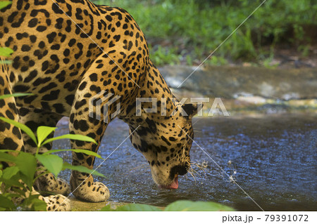 Jaguar 79391072