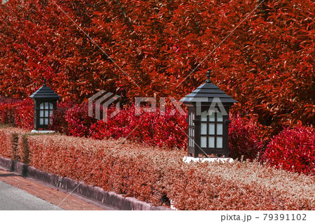 Light in the garden Light in the garden 79391102