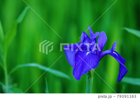 緑色のなかのアヤメ 79391163