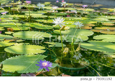 滋賀県草津市 水生植物公園みずの森の温室ロータス館の池に浮かぶ水蓮の花の写真素材