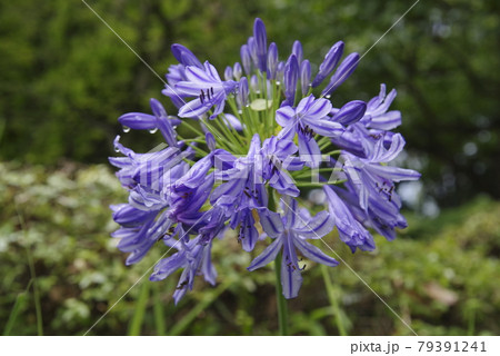 アガパンサス（紫君子蘭）の花が咲いています。学名はAgapanthusです。 79391241