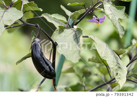 畑の茄子と花の写真素材