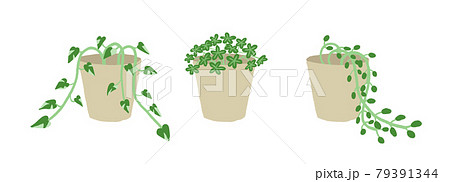 観葉植物 観葉植物 79391344