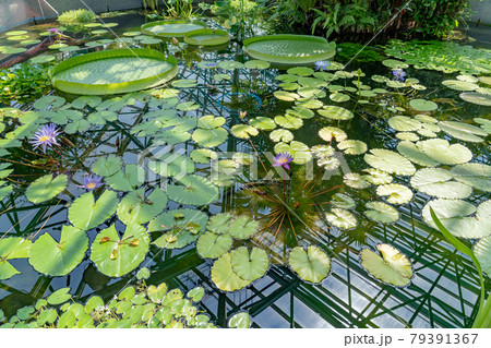 滋賀県草津市　水生植物公園みずの森の温室ロータス館の池に浮かぶ水蓮の花 79391367