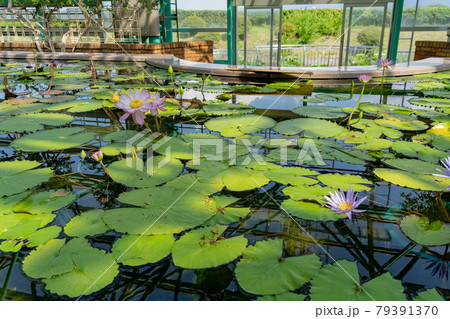 滋賀県草津市 水生植物公園みずの森の温室ロータス館の池に浮かぶハスと水蓮の花の写真素材