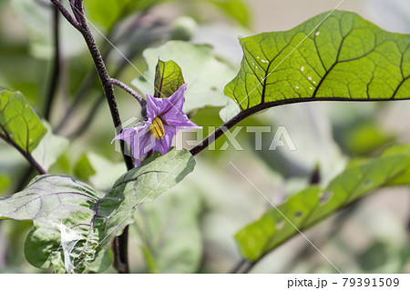 畑の茄子の花の写真素材