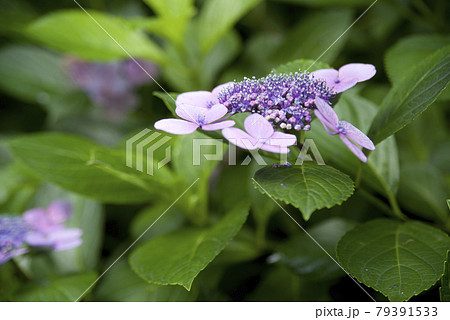 紫陽花園に紫陽花の花が咲いています このアジサイの名前はガクアジサイです の写真素材