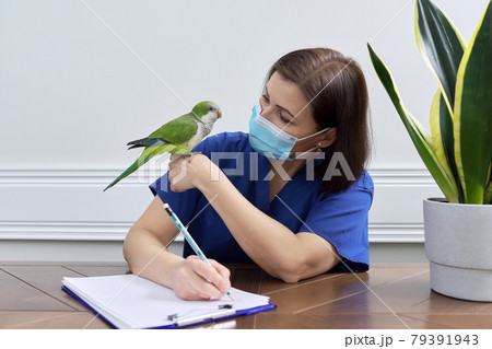 Doctor woman veterinarian examining a green Quaker parrot 79391943