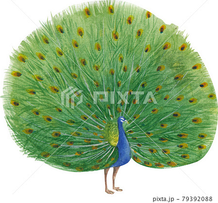 Bird and flowers of Chinese concept watercolor Bird and flowers of Chinese concept watercolor 79392088