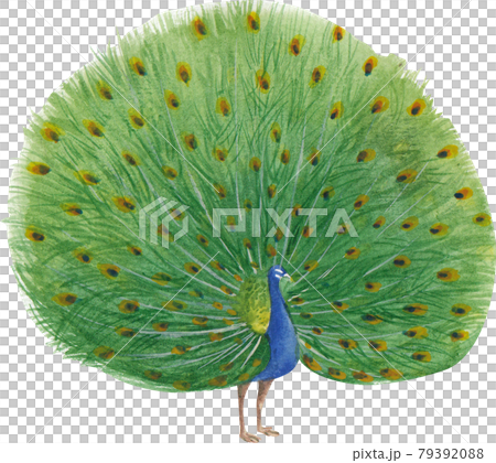 Bird and flowers of Chinese concept watercolor Bird and flowers of Chinese concept watercolor 79392088