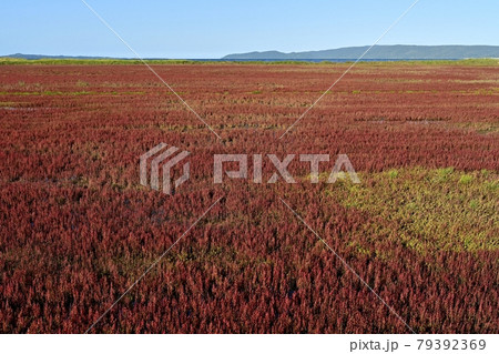 能取湖卯原内地区の紅葉の珊瑚草群落地 能取湖卯原内地区の紅葉の珊瑚草群落地 79392369
