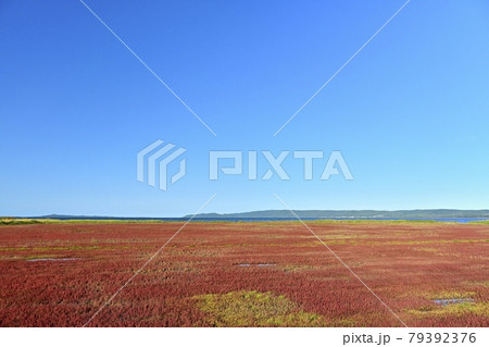 能取湖卯原内地区の紅葉の珊瑚草群落地 79392376