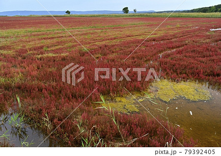 能取湖卯原内地区の紅葉の珊瑚草群落地 能取湖卯原内地区の紅葉の珊瑚草群落地 79392405