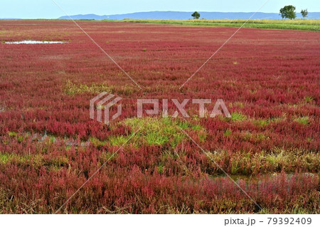 能取湖卯原内地区の紅葉の珊瑚草群落地 能取湖卯原内地区の紅葉の珊瑚草群落地 79392409