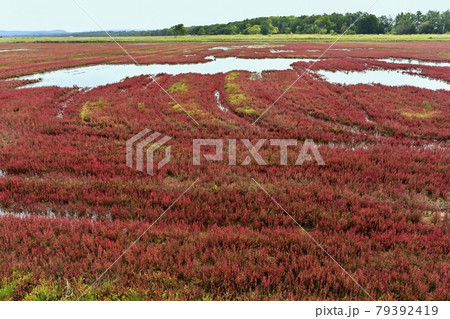 能取湖卯原内地区の紅葉の珊瑚草群落地 能取湖卯原内地区の紅葉の珊瑚草群落地 79392419
