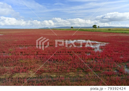 能取湖卯原内地区の紅葉の珊瑚草群落地 能取湖卯原内地区の紅葉の珊瑚草群落地 79392424