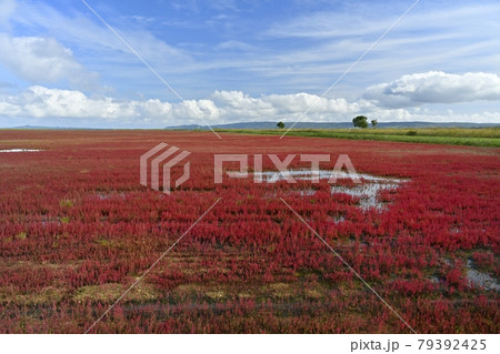 能取湖卯原内地区の紅葉の珊瑚草群落地 能取湖卯原内地区の紅葉の珊瑚草群落地 79392425
