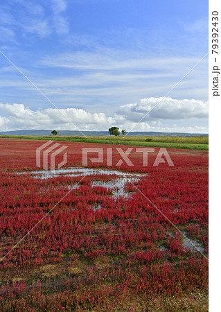 能取湖卯原内地区の紅葉の珊瑚草群落地 79392430