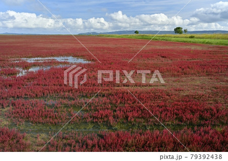 能取湖卯原内地区の紅葉の珊瑚草群落地 79392438
