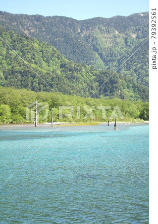 信州上高地、春の新緑に包まれ清らかな水をたたえる大正池 79392561