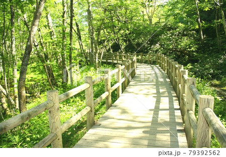 信州上高地、木漏れ日が差し込む大正池周辺の山森を行く遊歩道 信州上高地、木漏れ日が差し込む大正池周辺の山森を行く遊歩道 79392562