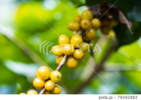 yellow catimor Coffee beans ripening on tree in North of thailand 79392883