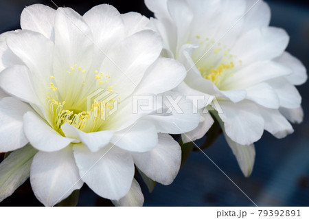 Close up White Cactus flower Close up White Cactus flower 79392891