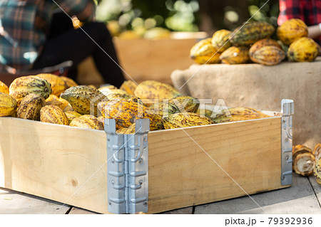 cocoa pods, beans and powder on wooden table, top view cocoa pods, beans and powder on wooden table, top view 79392936