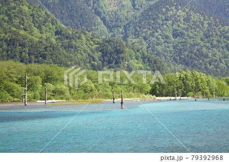 信州上高地、春の新緑に包まれ清らかな水をたたえる大正池 79392968