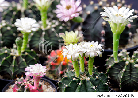flowers and little cactus in the garden 79393146