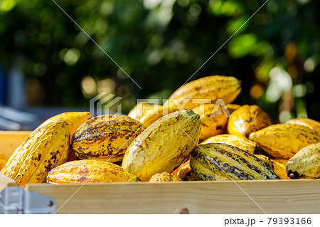 Cocoa beans and cocoa pod on a wooden surface. Cocoa beans and cocoa pod on a wooden surface. 79393166