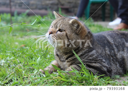The domestic short-haired grey striped cat plays outside on the grass. close-up. Summer, street cat The domestic short-haired grey striped cat plays outside on the grass. close-up. Summer, street cat 79393168