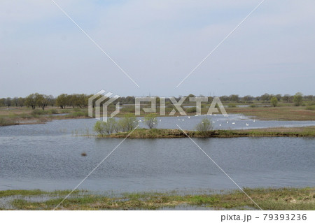 spilling the river in spring on the plain. The river came out of the banks. Natural phenomenon spilling the river in spring on the plain. The river came out of the banks. Natural phenomenon 79393236