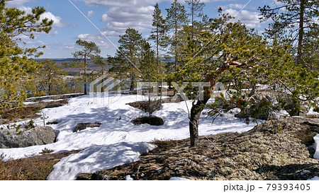 Spring landscape in the North of Sweden Spring landscape in the North of Sweden 79393405