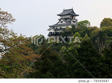 愛知県の名城国宝犬山城 79393687